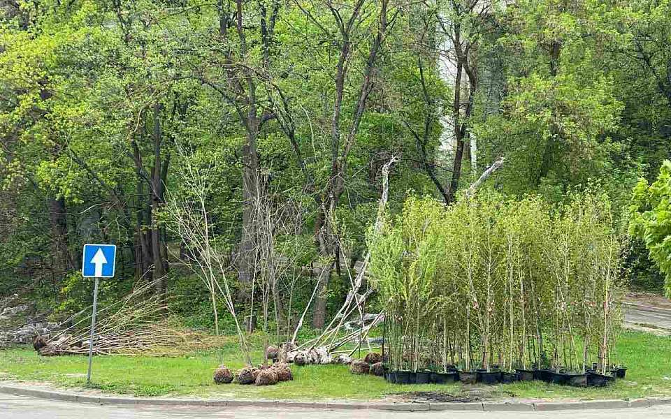 Мэр Воронежа дал поручения по защите растущих в городе деревьев