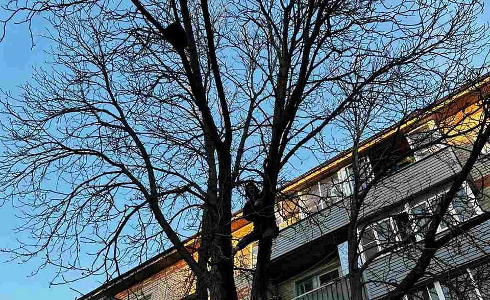 О спасении застрявшего на дереве енота рассказали в воронежском МЧС