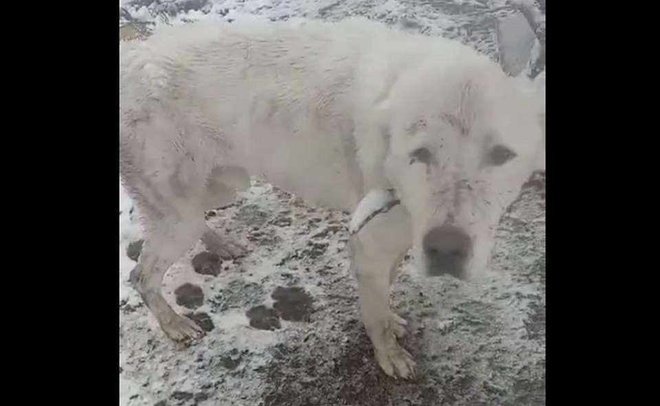 Замерзающую, привязанную и брошенную собаку обнаружили в пригороде Воронежа