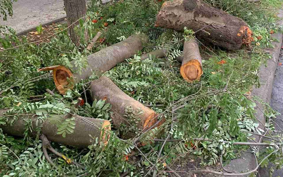 Экологи обратятся в полицию из-за незаконной вырубки на улице Лизюкова в Воронеже
