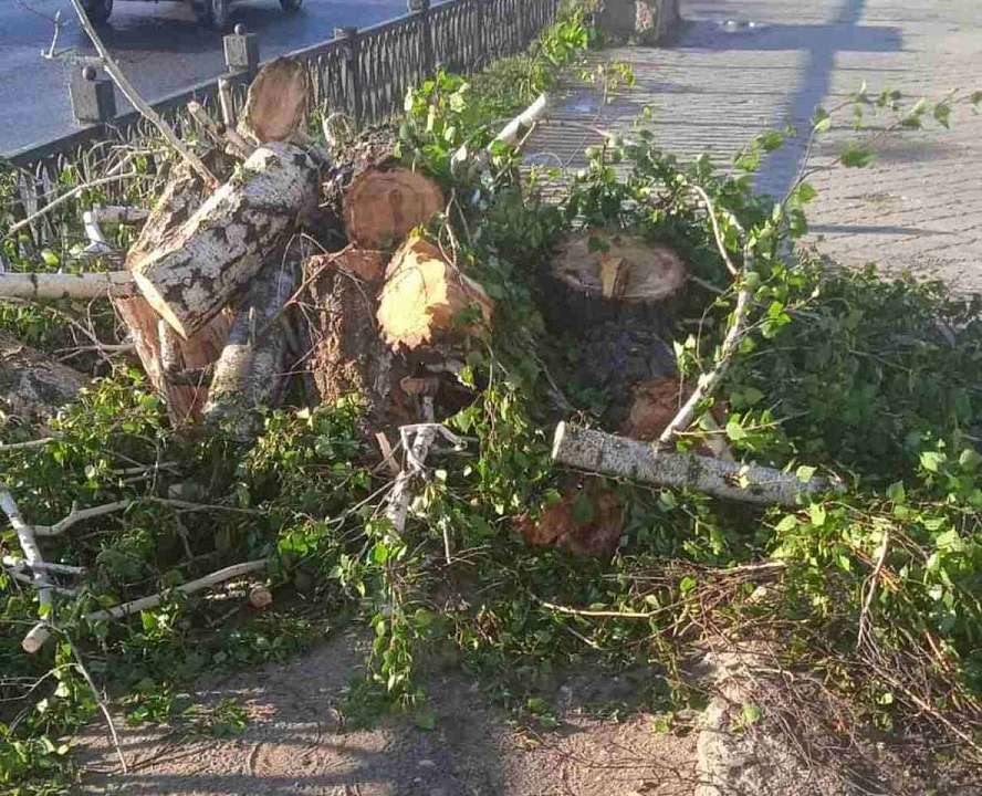 Уже насчитывается более 80 деревьев или ветвей, поваленных ураганом в Воронеже