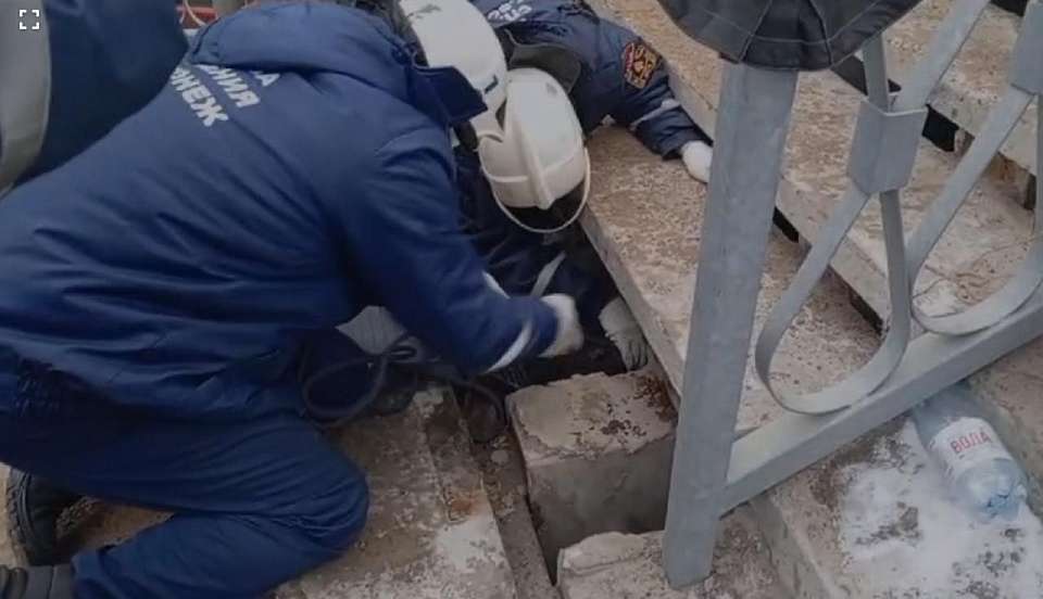 Котёнка, просидевшего 6 дней в яме под лестницей, спасли в Воронеже