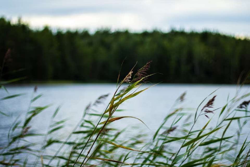 Озеро сдают за бесценок на 25 лет в Воронежской области