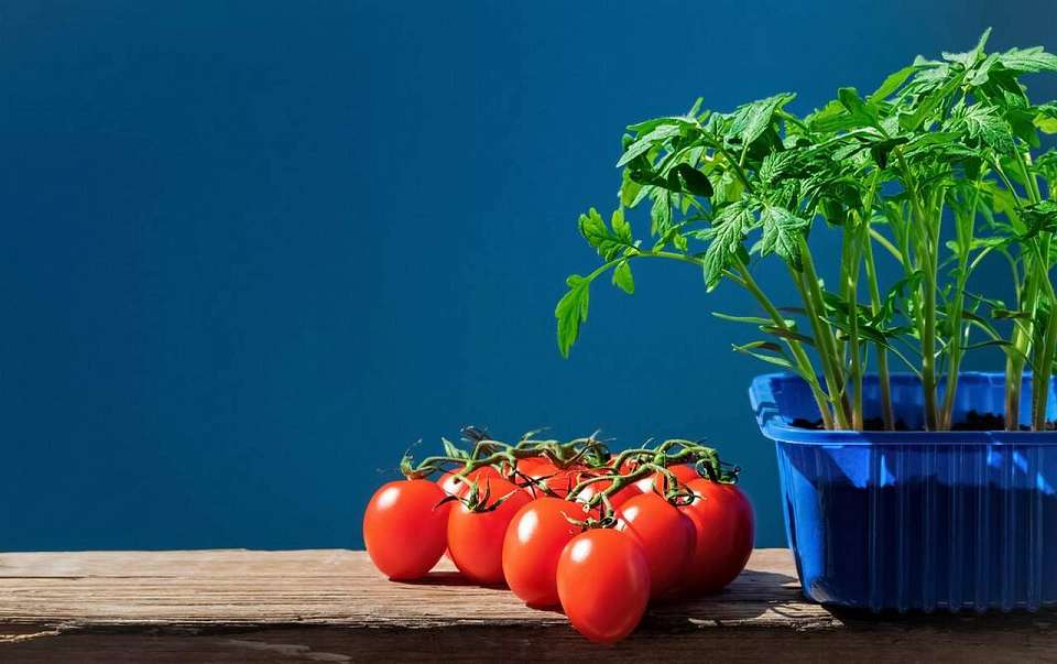 Как правильно подкармливать рассаду помидоров 