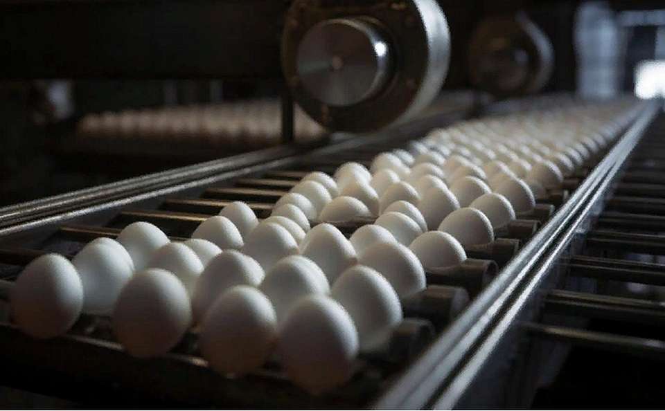 Из-за роста цен на яйца ФАС проверит воронежские птицефабрики