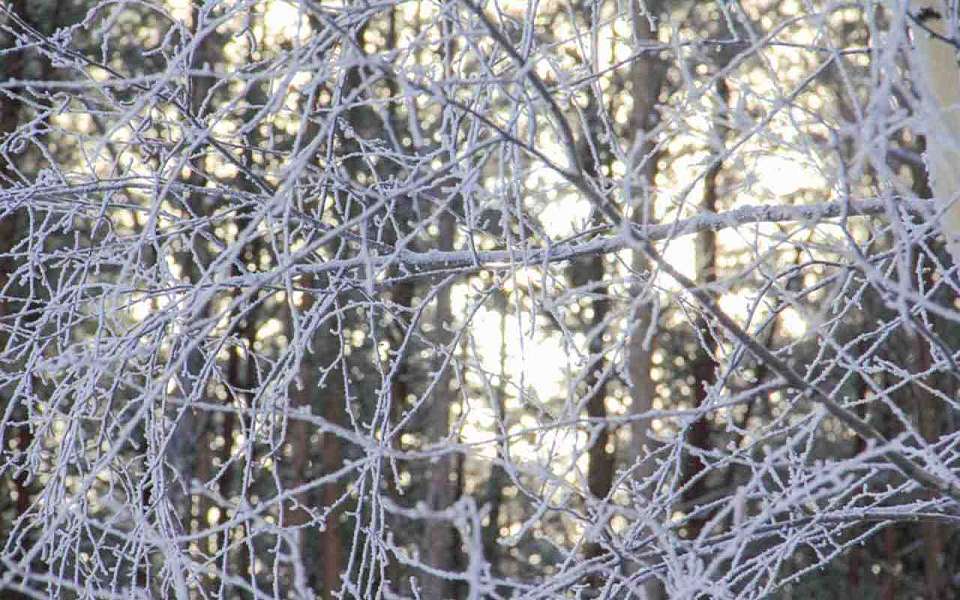 Мороз до -2 градусов ожидается 30 января в Воронеже