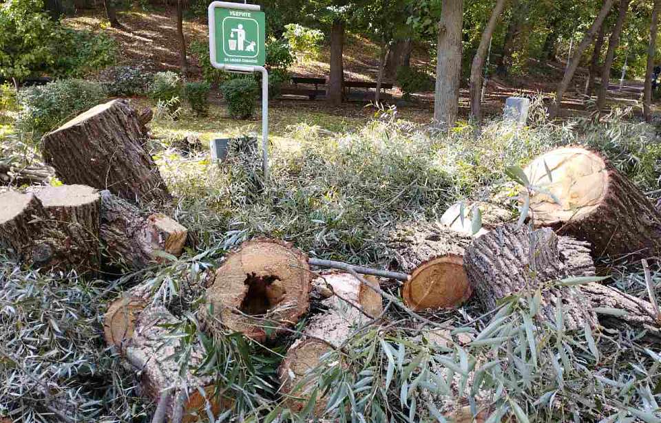 Не «ради фигурок» спиливают сухостойные и аварийные деревья в Воронежском центральном парке