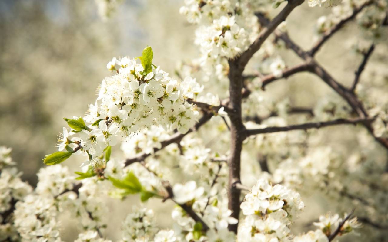 Яблоневые сады погибли из-за заморозков в Воронежской области