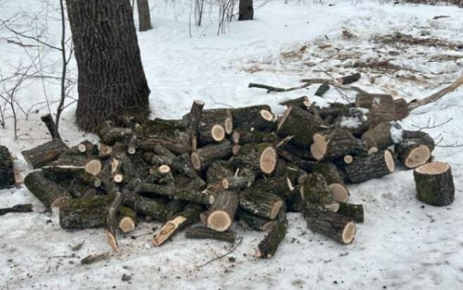 Незаконно спилили деревья в заказнике «Семилукский» под Воронежем