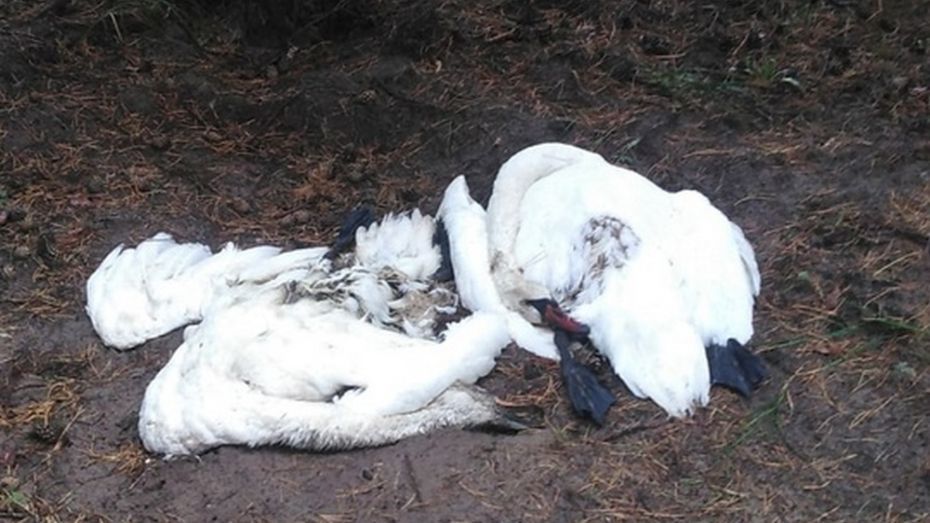 Полицейские не смогли возбудить уголовное дело о гибели в Воронежской области 2 лебедей