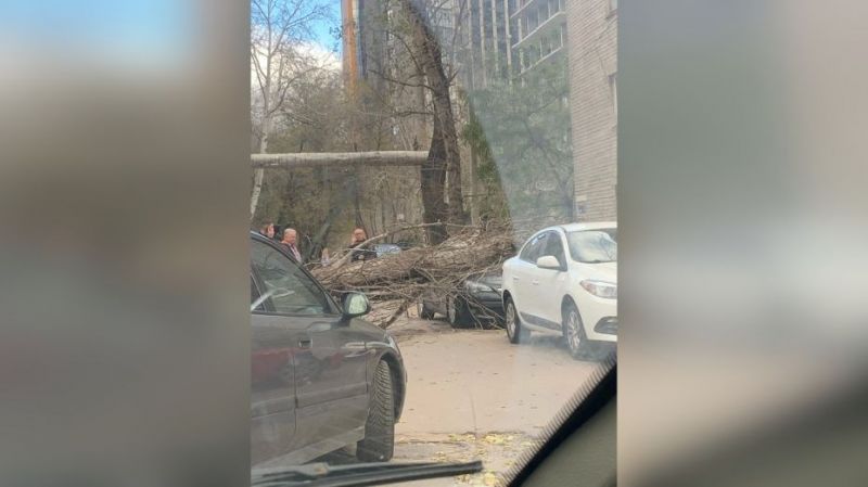 Сильный ветер повалил деревья в Воронеже и повредил автомобили 