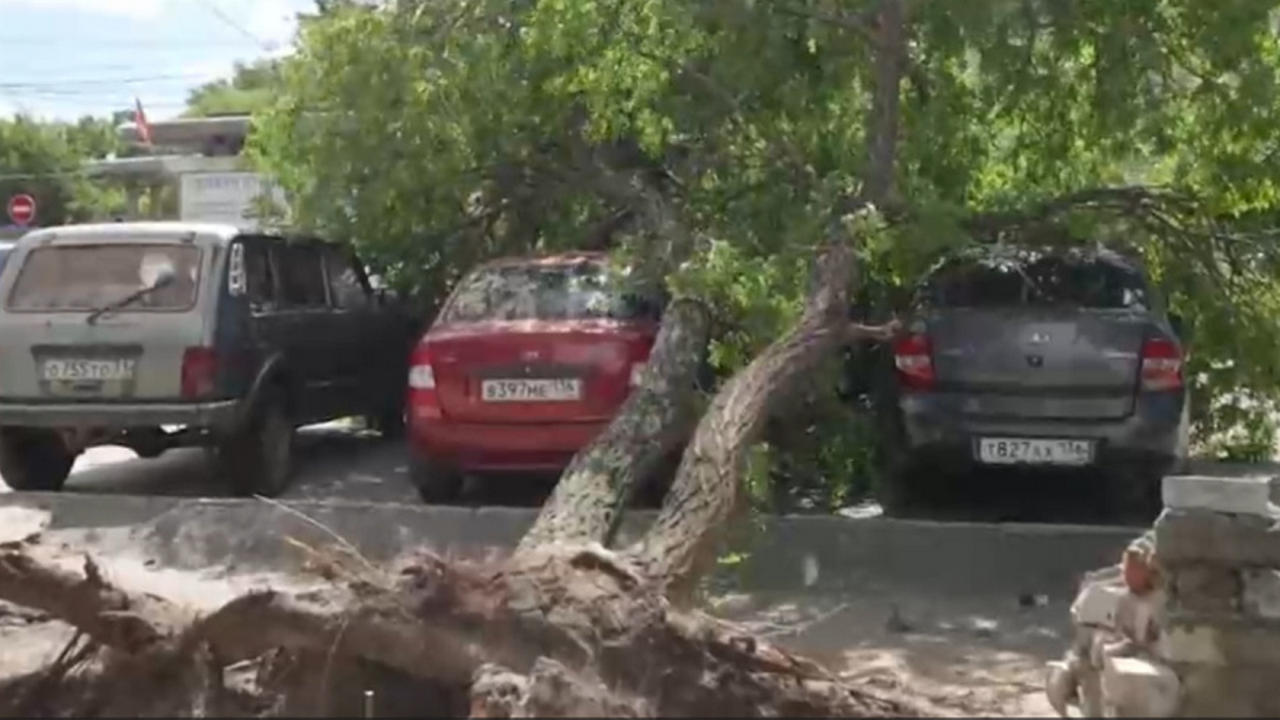 Выплатят 568 тысяч рублей водителю разбитого деревом авто в Воронежской области