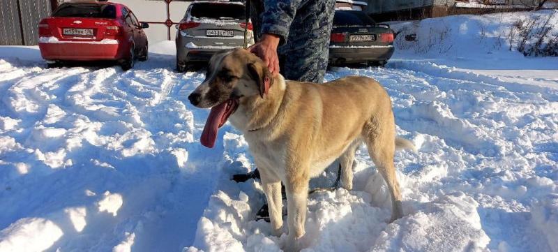 Найденная в новогодние праздники на площади Ленина в Воронеже собака ищет хозяина