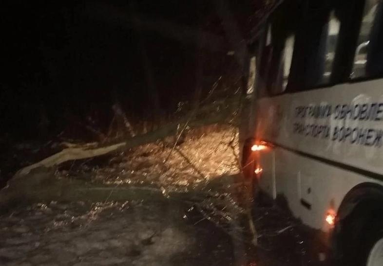 Под Воронежем дерево упало на автобус