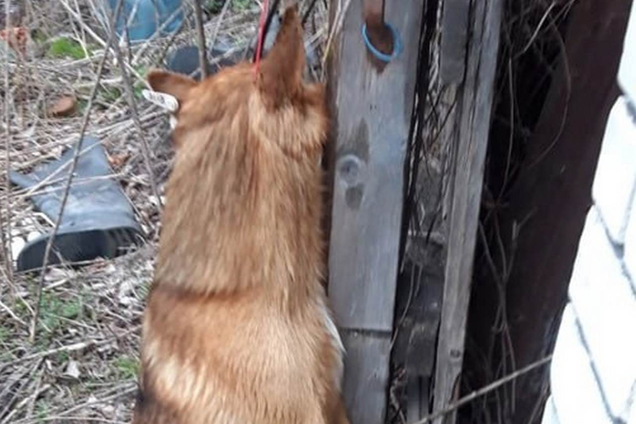 Петицию к Путину с просьбой разобраться с жестоким убийством собаки запустили воронежцы