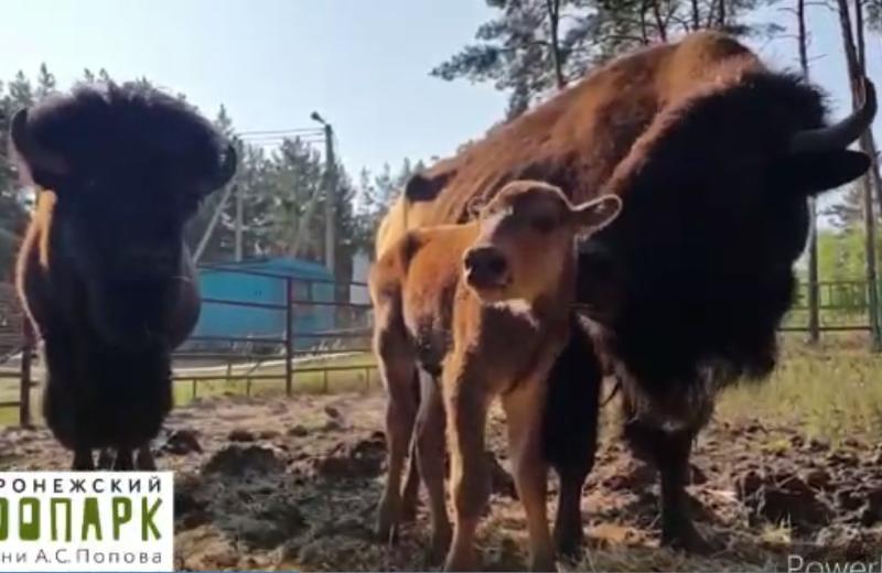 У бизонов в воронежском зоопитомнике родился малыш