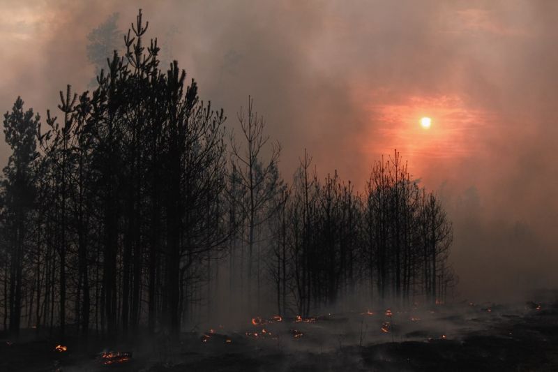 Лиса с лисятами погибла на пожаре в воронежском заповеднике