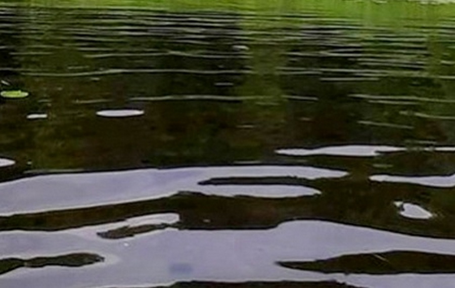 На оздоровление озера в Центральном парке Воронежа власти потратят не более 2,6 млн рублей