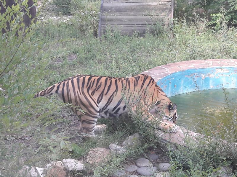 Душем и замороженными фруктами спасают от жары животных Воронежского зоопарка