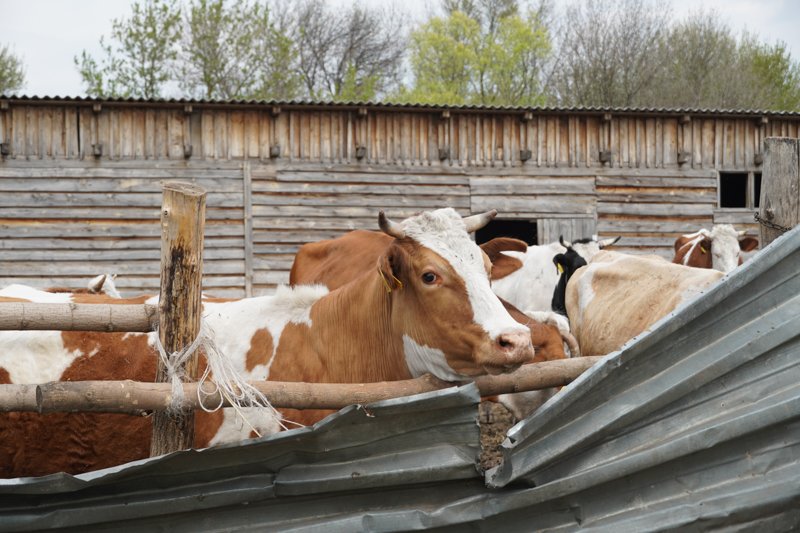 Воронежский губернатор призвал к альтернативным видам животноводства из-за угрозы АЧС