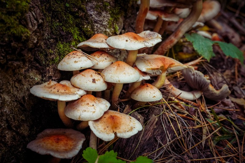 Отравлений грибами в Воронежской области стало почти в 30 раз больше