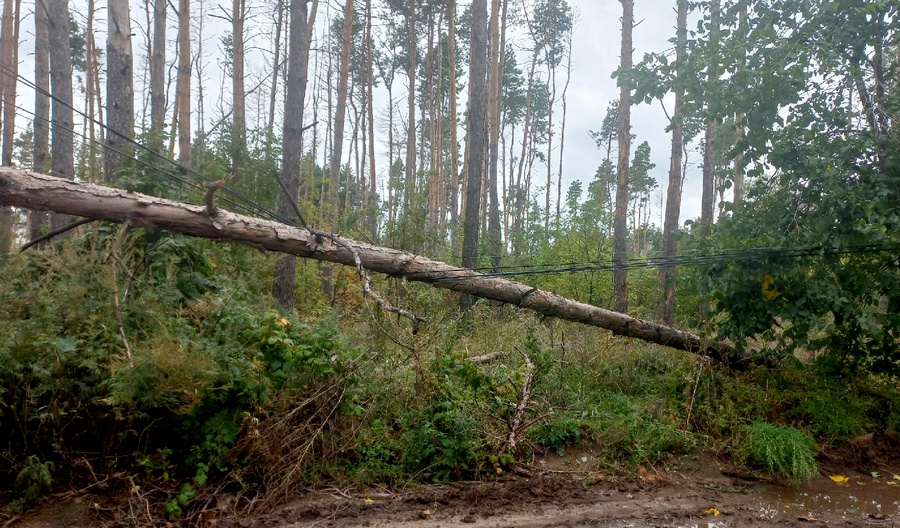 В Воронеже из-за мощного ветра в выходные рухнуло 47 деревьев