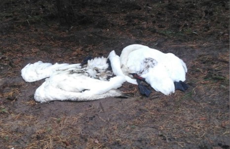 За застреленных краснокнижных лебедей в Воронежской области накажут по закону