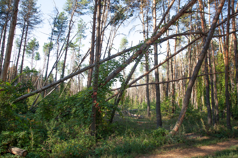 Воронежцы уже в ближайшие выходные не смогут посещать хвойные леса 
