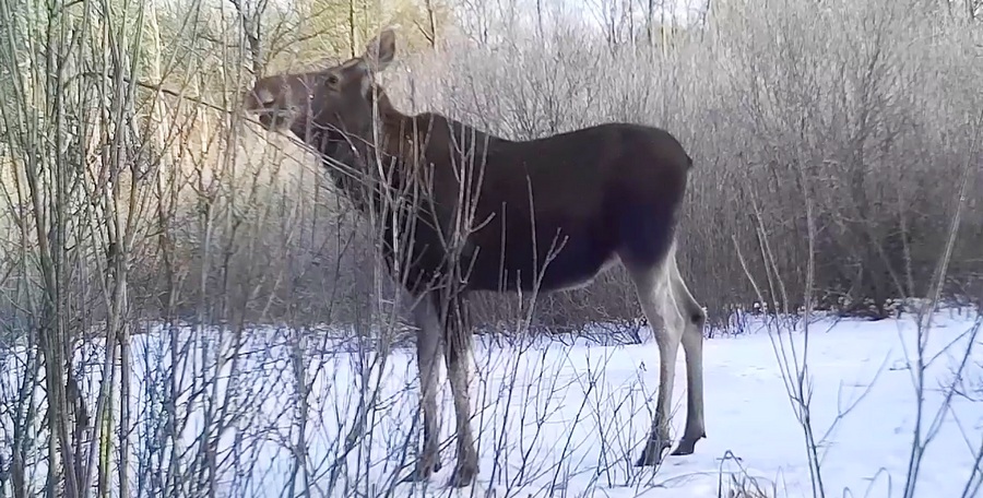Видео обедающих в заповеднике лосихи с детенышами показали воронежцам