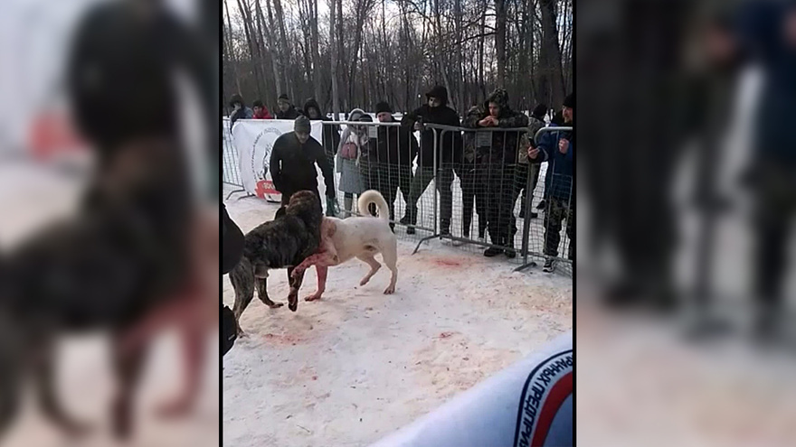 В Воронеже полиция отказала в возбуждении дела по кровавым собачьим боям 