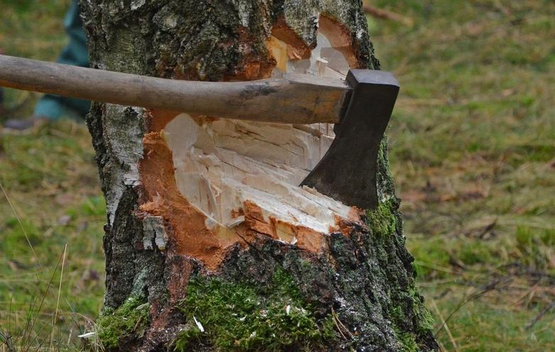 В Воронежской области стали чаще рубить лес для отопления и приготовления пищи