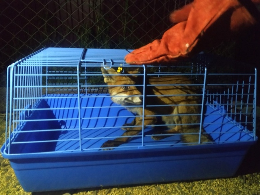 Двухмесячного раненого лисёнка спасли в воронежском селе