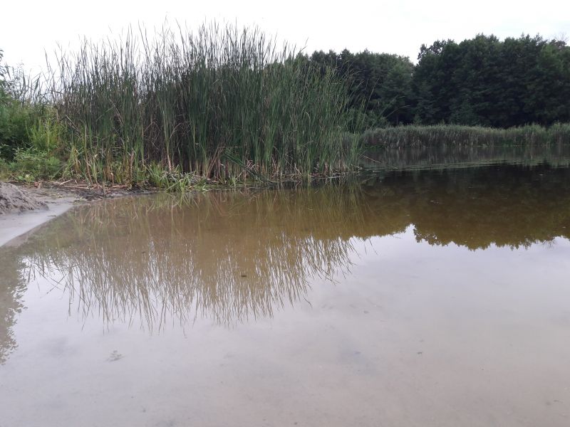 Воронежские экологи усомнились в законности засыпки оврага у озера Круглое