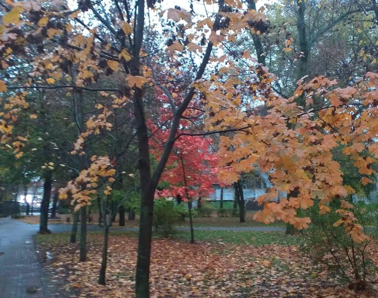 Кратковременное потепление и дождь ожидаются в последние выходные октября в Воронежской области
