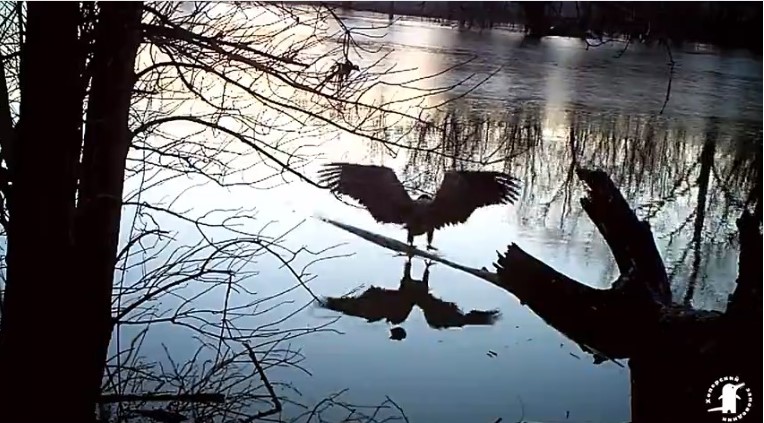 «Дерево-магнит» для птиц и зверей обнаружили в заповеднике в Воронежской области (ВИДЕО)
