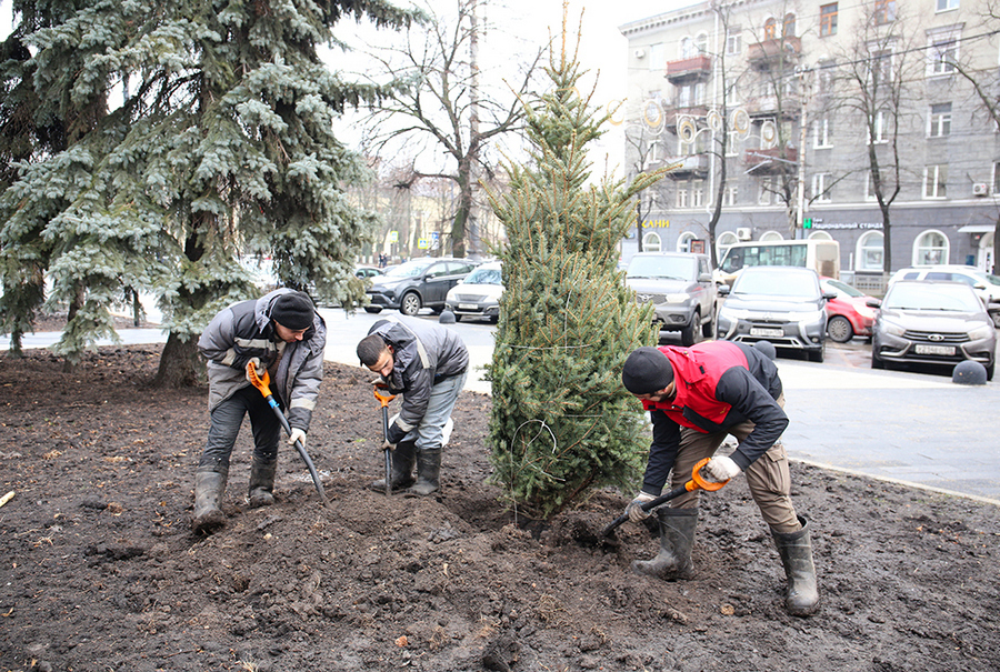 В районах Воронежа на содержание цветников и клумб потратят до 28,6 млн рублей