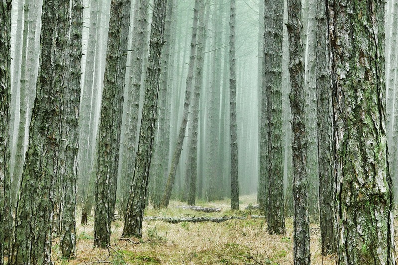 Статус памятника природы может получить Северный лес в Воронеже