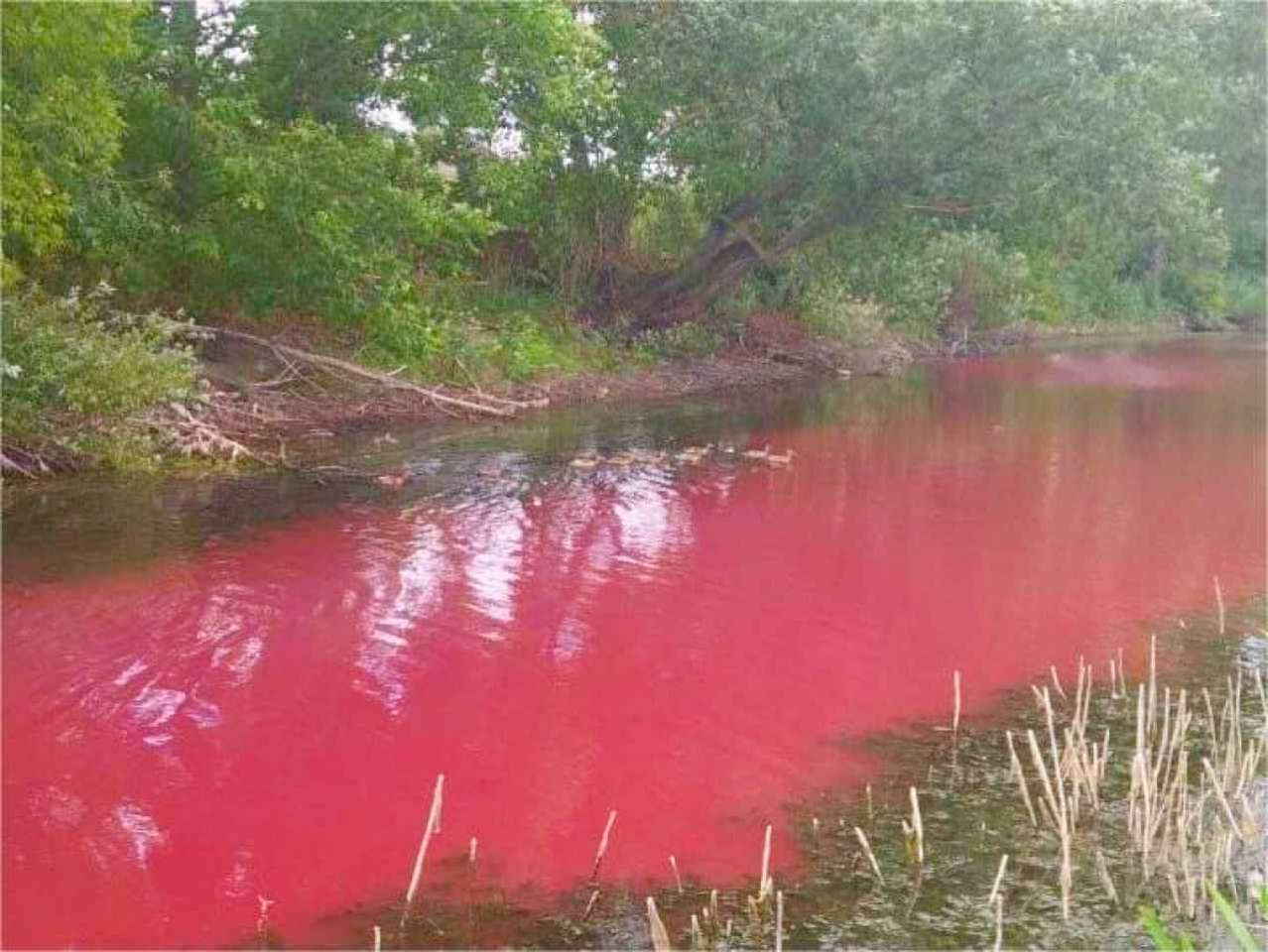 В Воронежской области красный водоём привлёк внимание экологов