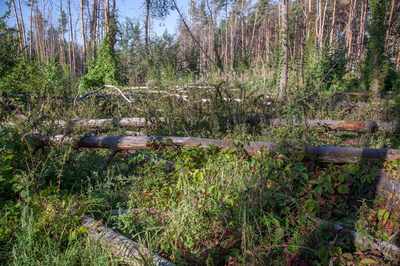 Вырубка деревьев в воронежском Северном лесу может привести к уголовному делу