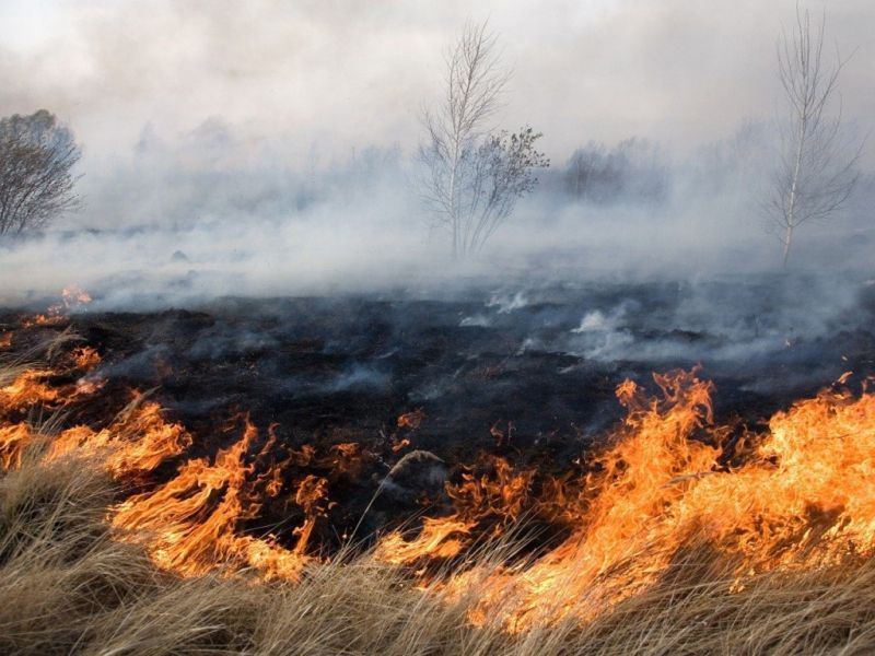Лесной пожар под Лисками Воронежской области за ночь потушить не удалось