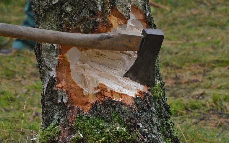 В Воронежской области стали чаще рубить лес для отопления и приготовления пищи