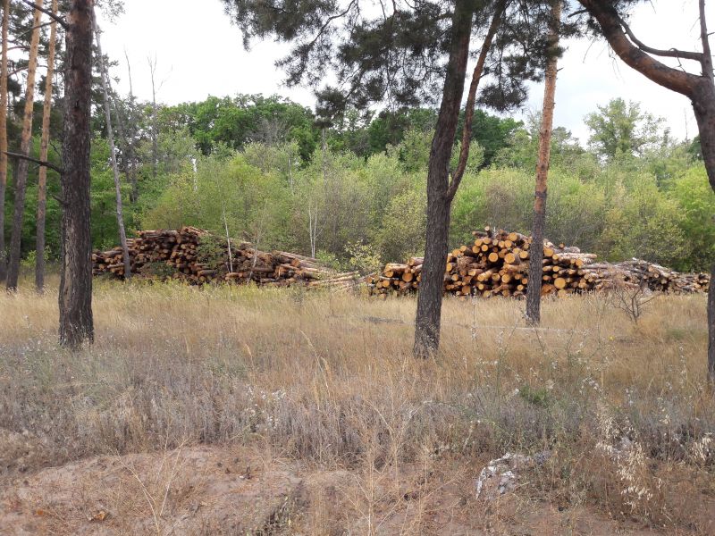 О законности вырубки деревьев в воронежском лесу рассказали обеспокоенным местным жителям