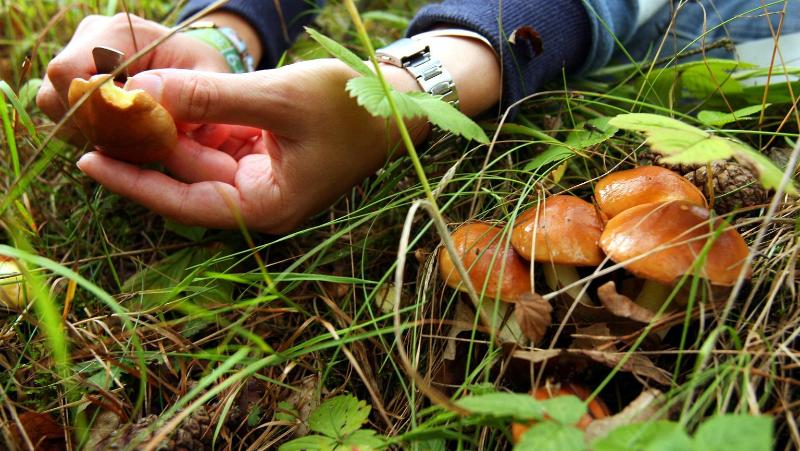 На ловца – и гриб: воронежский эндокринолог – о пользе  для здоровья и рисках «тихой охоты»