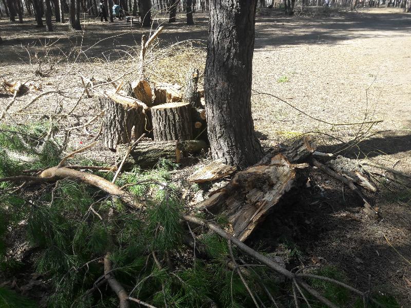 Сильный ветер в Воронеже повалил 15 деревьев