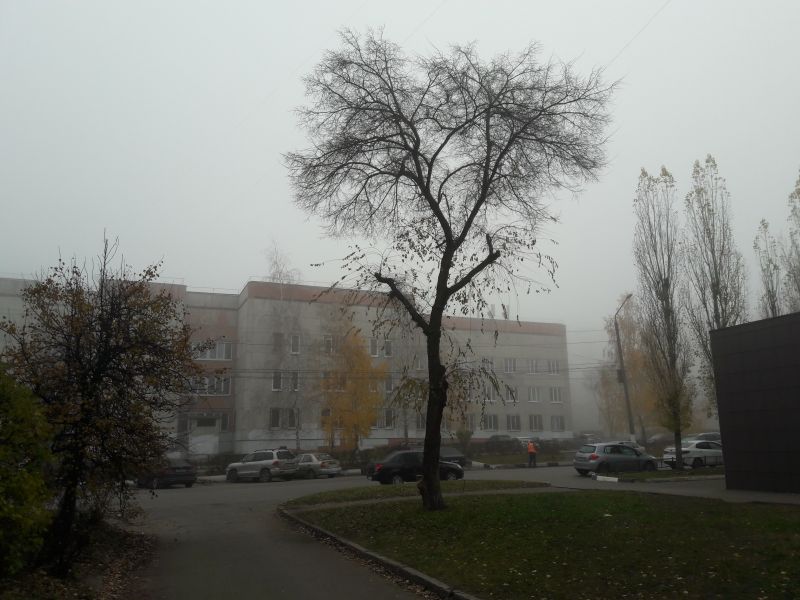 Жёлтый уровень опасности из-за тумана и сильных дождей установили в Воронежской области