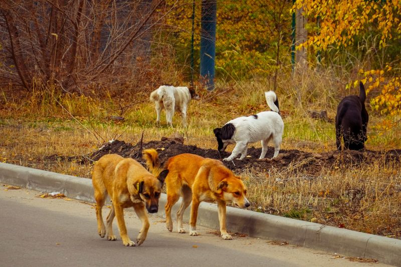 В Воронежской области с начала года выловили более 1,1 тыс. бездомных собак