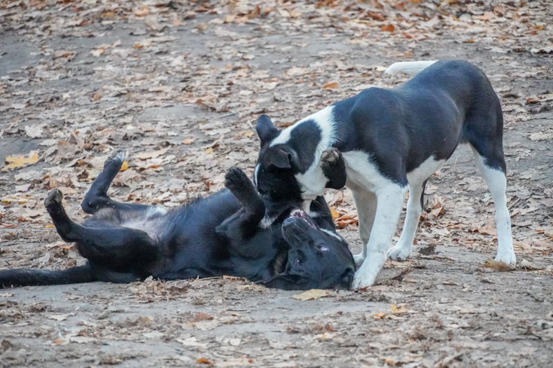 На отравление 12 собак пожаловались жители воронежского микрорайона