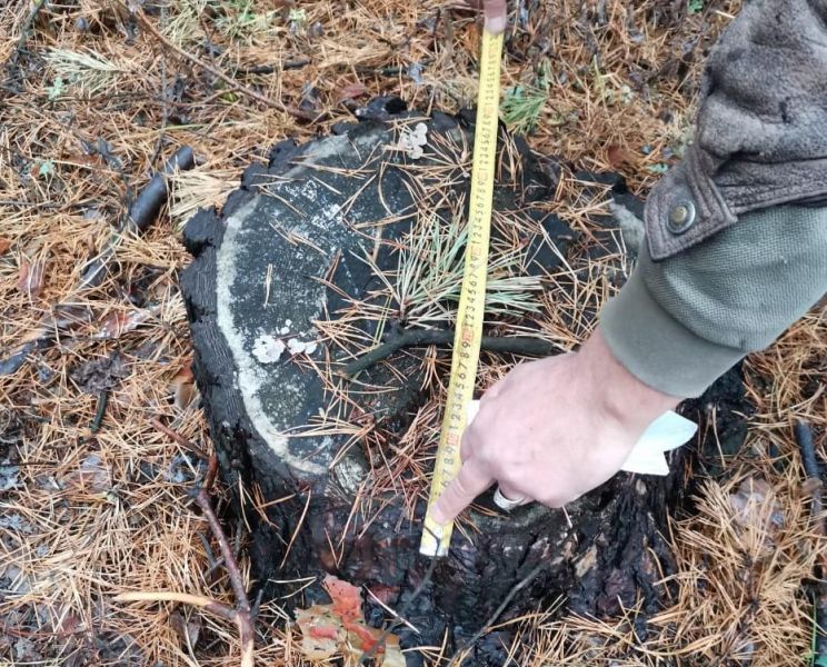 В Воронежской области выявлена незаконная рубка леса