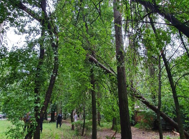 В Воронеже 21 июля спасатели шесть раз выезжали на уборку поваленных ветром деревьев