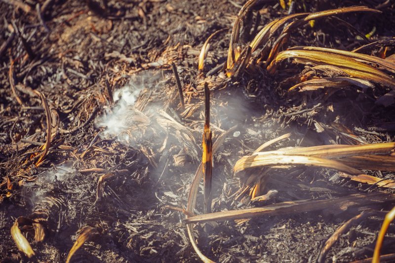 В Воронежской области при сжигании сухой травы и мусора пострадали 10 человек